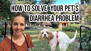 5 COMMON Causes of Diarrhea in Dogs and Cats AND How to STOP It!!