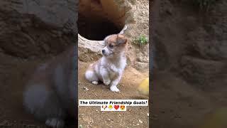 This Puppy-Duck Duo Will Melt Your Heart!️#shorts #funny #cute