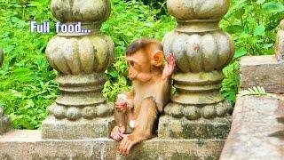 Feeling Happy...When baby monkey SARO can get and eat food full like this.