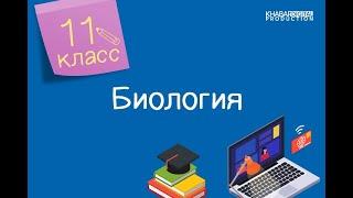 Биология. 11 класс. Транскрипция. Этапы трансляции /11.09.2020/