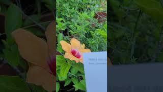 Morning Devotion. 9/28/23. #jesus #jesuslovesyou #ilovejesus #jesusislord  #shortvideo #shorts