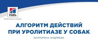 Вебинар на тему: "Алгоритм действий при уролитиазе у собак". Лектор - Екатерина Андреева