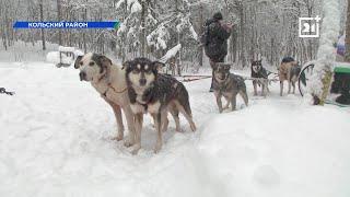 Ездовой спорт набирает популярность в Мурманской области