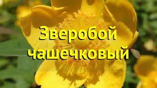 Зверобой черешковый. Краткий обзор, описание характеристик, где купить саженцы hypericum ? inodorum