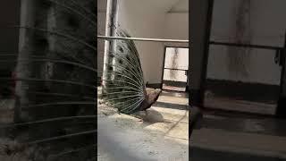 Peacock is showing the dancing | Moyur Pakhi | #travel #birds #worldtour