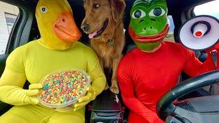 Rubber Ducky Surprises Frog, Puppy & Police in Car Ride Chase