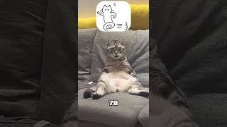 Why Are Snakes Afraid of Cats 
