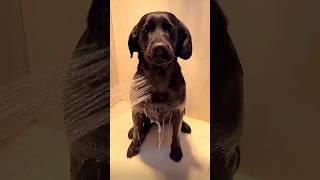 Why The Labrador Is The Best Dog