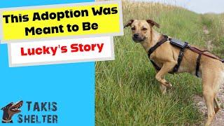 This Adoption Was Meant to Be!  Takis Shelter