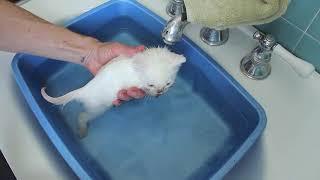 White Kittens Get a Bath