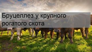 Бруцеллез у крупного рогатого скота