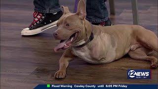 Pet Adoption Wednesday
