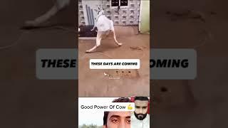 Cow last Day Tomorrow