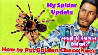 Golden Chaco Knee Care In Hindi : A Beginner's Guide ,  Spider Update , घर पर मकड़ी कैसे रखें?