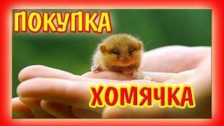 #ПОКУПКА ХОМЯЧКА | #КАК КУПИТЬ ХОМЯКА ? | #ХОМЯЧОК | ЗООМАГАЗИН