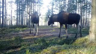 Гон лося.Как кричит лось. Битва на гону трёх лосей.