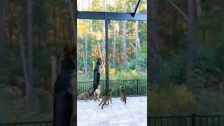 serval wild cat vs jump #shorts #servalcat