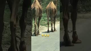 Animals Living#foryou #animals#shortvideos#viral #new#camel#camelculture#video#viralshorts#short