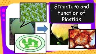 Science – Structure and Functions of Plastids – English