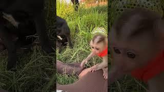 Liza play with dog #monkey05 #monkey4u #cute #monkeyboy