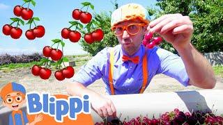 Blippi Visits a Cherry Farm | Healthy Eating For Children | Educational Videos For Kids