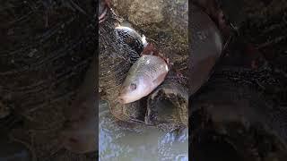 Traditional Fishing Technique #fishing #fish #villagelife #traditionalfishing