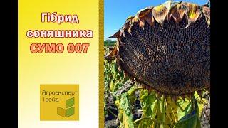 Соняшник Сумо 007 , опис гібриду  - насіння в Україні