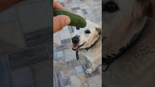 My Dog's Reaction to a Cucumber!