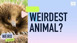 Is the echidna the world's weirdest creature? | Weird Australia | ABC Science