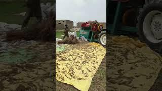 pakistan kisan / village life