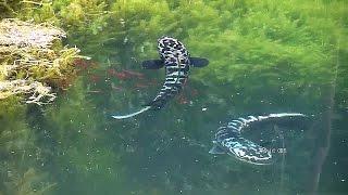 Beautiful leisurely Giant snakehead fish and fry(Toman)