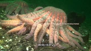 Sunflower starfish wrestling HD underwater stock footage