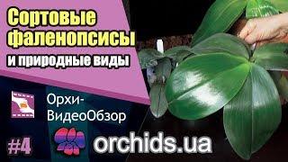 Фаленопсис (Phalaenopsis). Сортовые и природные виды.