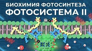 Биохимия фотосинтеза: #1. Фотосистема II [Clockwork]