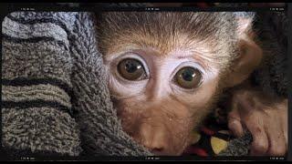 20 years at the frontline of animal welfare
