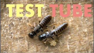 RAISING TERMITE QUEEN & KING in TEST-TUBE | DIY