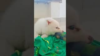 cute puppy Indian spit