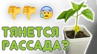 Рассада вытягивается? МОЖНО СПАСТИ!