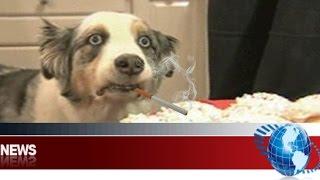 DOG GETS REKT!! (LIVE!) (CAUGHT ON NEWS!)