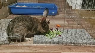 Bunny Rabbit evening nom noms