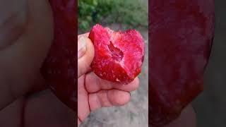 Слива Руби Кранч (Ruby Crunch)