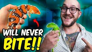 5 Reptiles That Will NEVER Bite You!