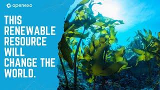 Unlocking the Potential of Seaweed Cultivation