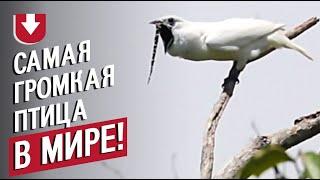 Как звучит самая громкая птица в мире