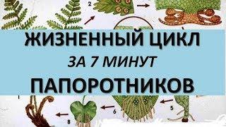 ЖИЗНЕННЫЙ ЦИКЛ ПАПОРОТНИКОВ ЗА 7 МИНУТ (+ задания из ЕГЭ)