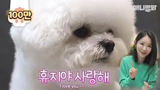 다비치 강민경의 반려견 이름이 휴지인 이유(최초공개일걸요)ㅣThe Bichon of famous K-Pop singer Kang Min Kyung of Davichi is here