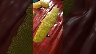 How Muscles Actually Grow 