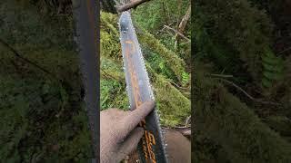 How to easily take a bur off of your chain. #mitchzenobitrees #shorts #lumberjack #chainsaw #stihl