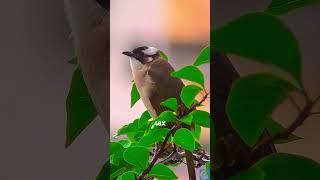 20-60x zoom telephoto lens bird photography.Shop link in bio.#shorts #mobilephotography #phone