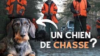 Pourquoi choisir un teckel pour la chasse?